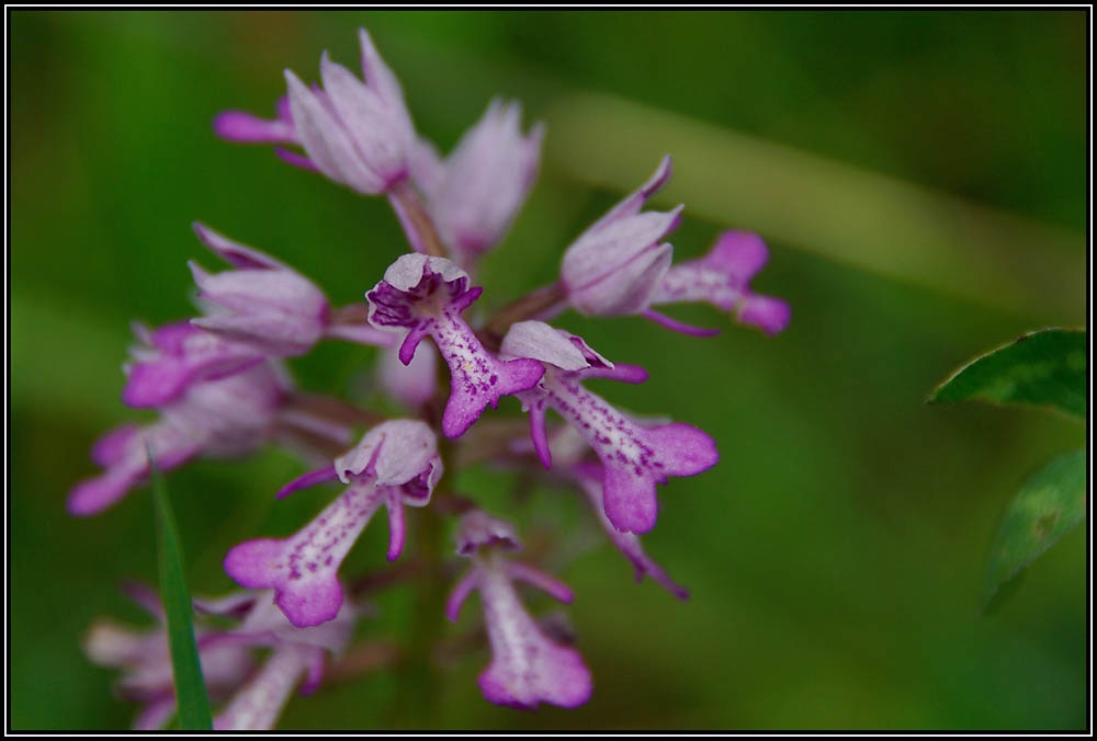 Orchis militaire en Clarée