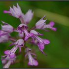 Orchis militaire en Clarée