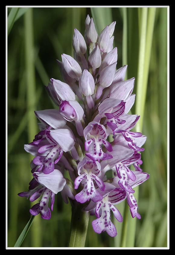 Orchis militaris