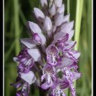 Orchis militaris