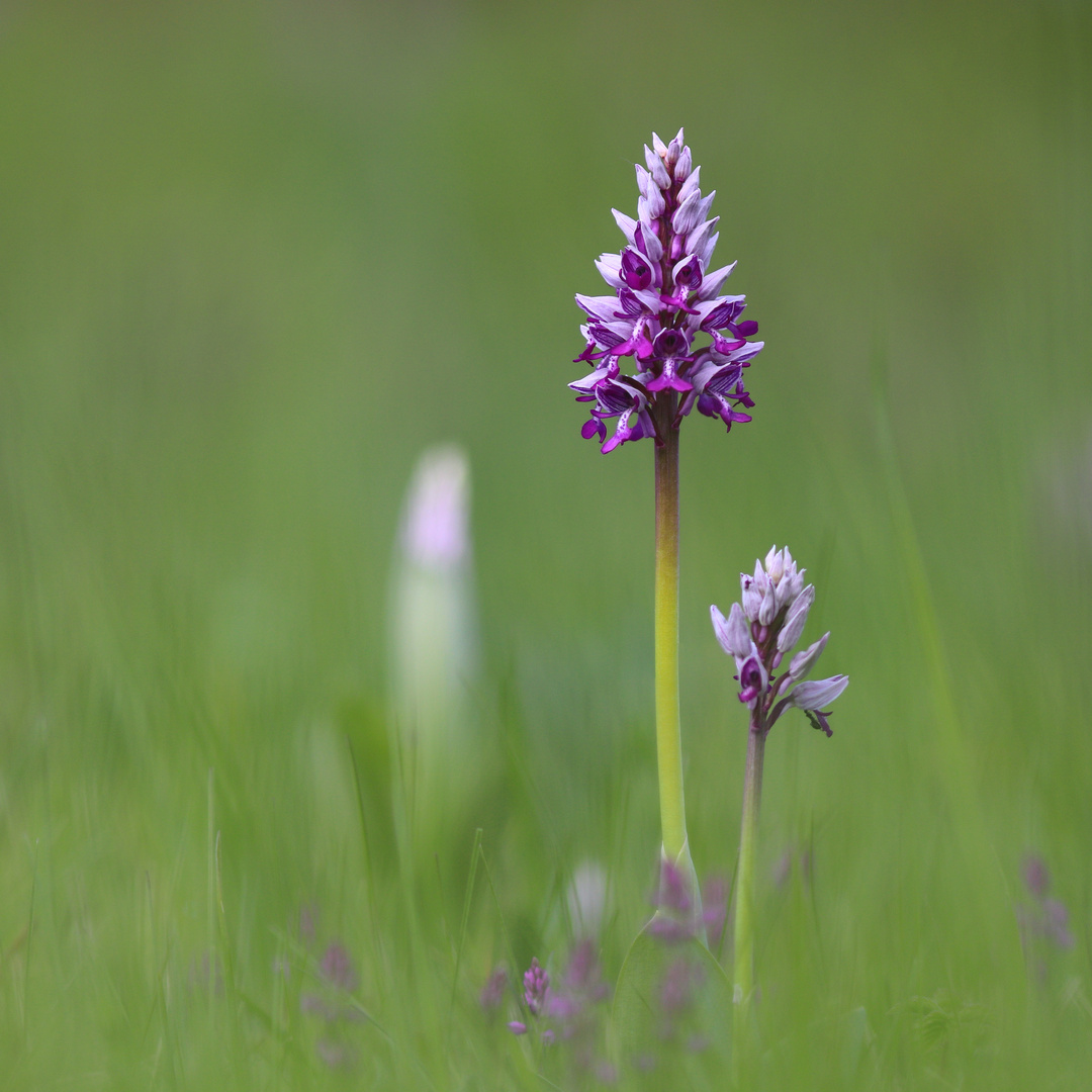 Orchis militaris