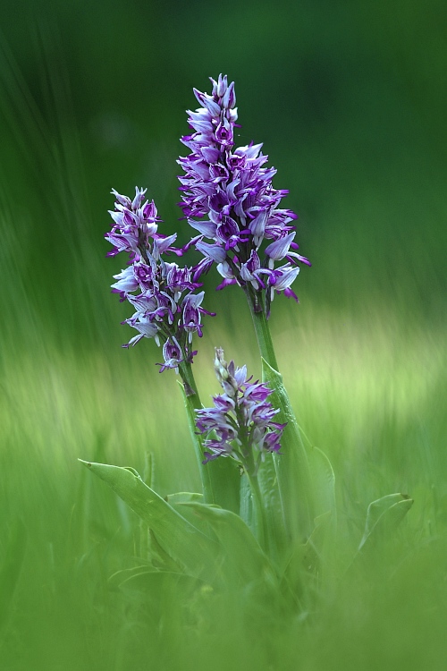 Orchis militaris