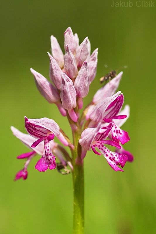 Orchis militaris