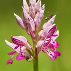 Orchis militaris