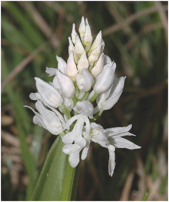 Orchis militaris