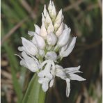 Orchis militaris