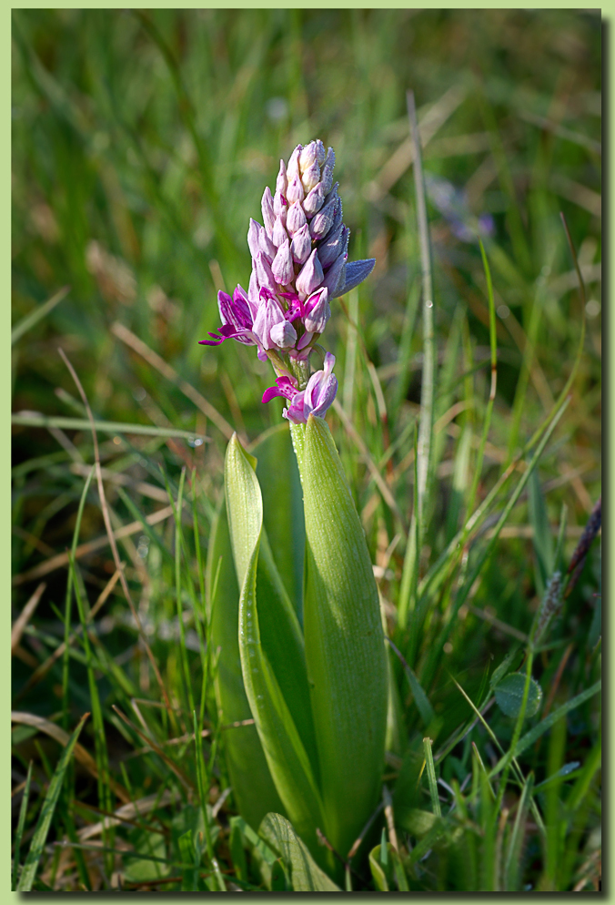 Orchis militaris