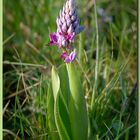 Orchis militaris