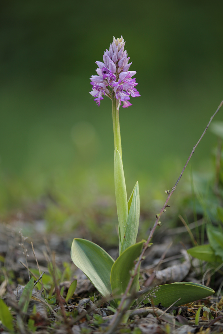 Orchis militaris