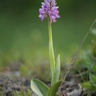 Orchis militaris