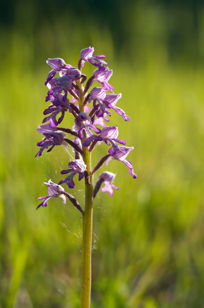 Orchis militaris