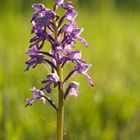 Orchis militaris