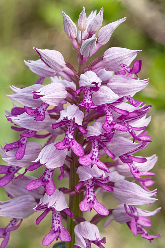 Orchis militaris