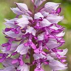 Orchis militaris