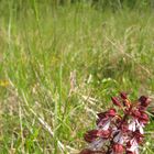 Orchis militaris