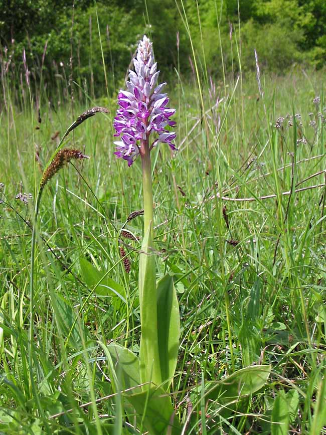 Orchis militaris