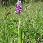 Orchis militaris