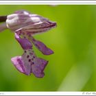 Orchis militaris...