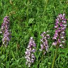 Orchis militaris am Naturstandort