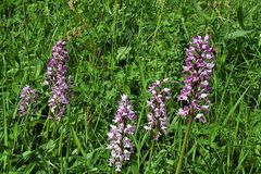 Orchis militaris am Naturstandort