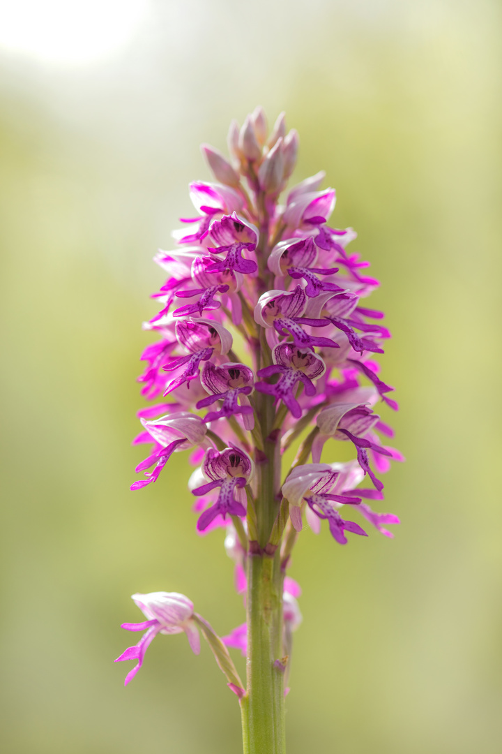 Orchis militaris