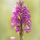 Orchis militaris