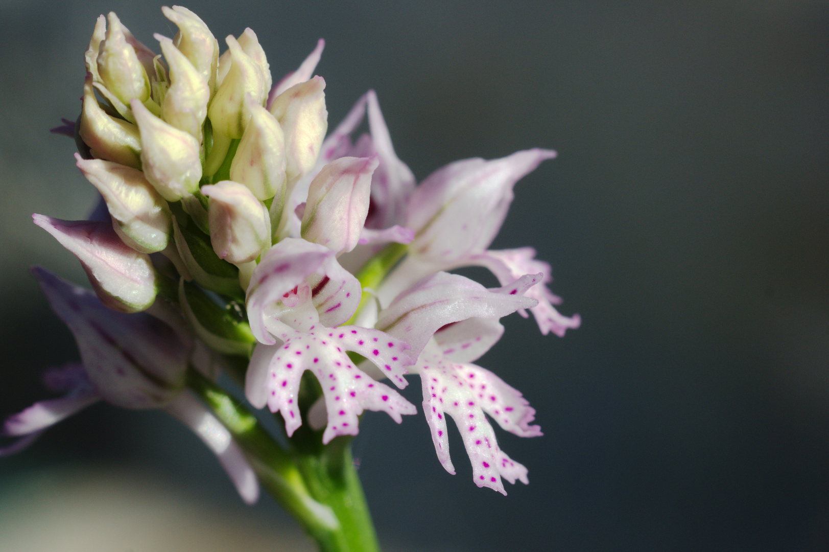 Orchis militaris