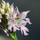 Orchis militaris