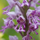 Orchis militaris