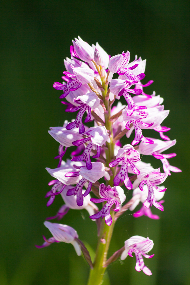 Orchis militaris