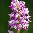 Orchis militaris