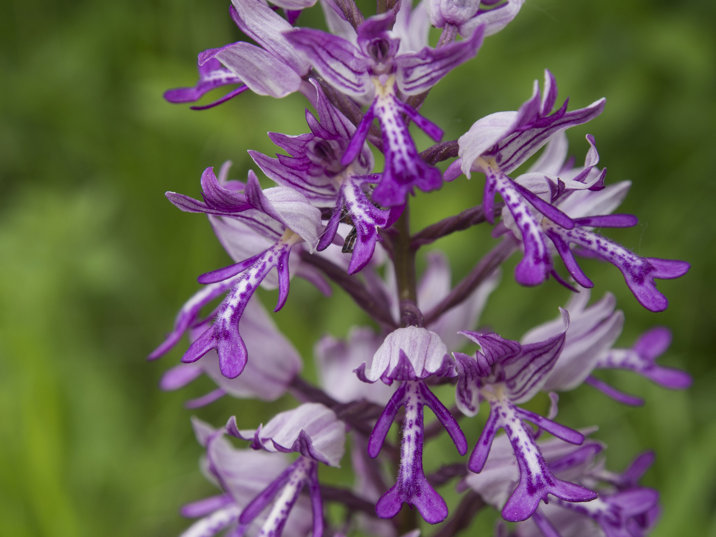 Orchis militaris