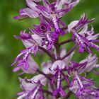 Orchis militaris