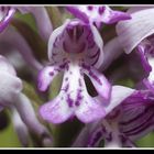 Orchis militaris ganz nah