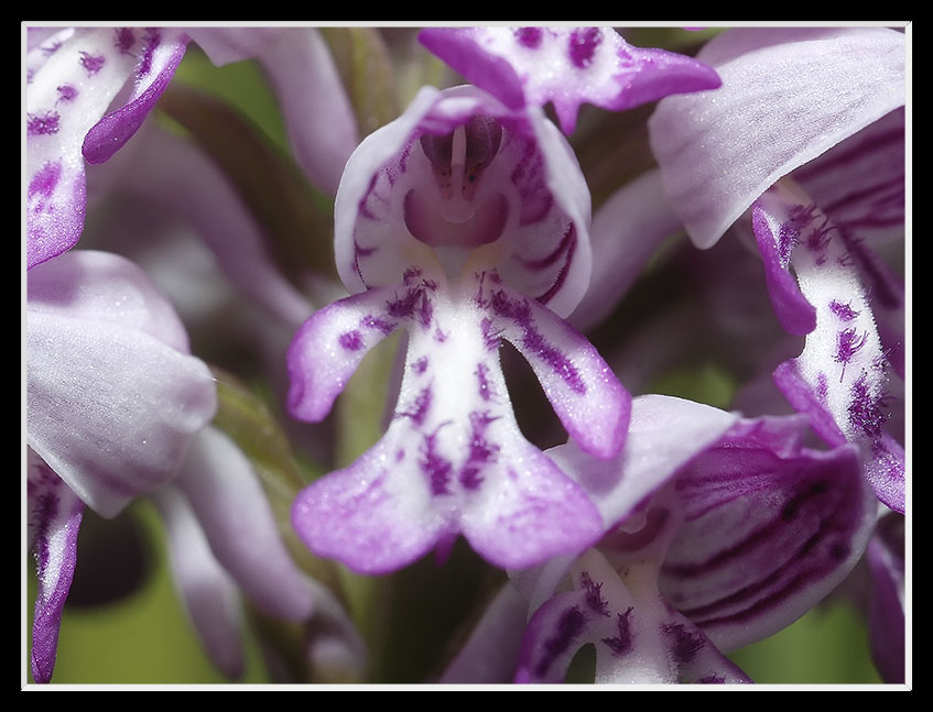 Orchis militaris ganz nah