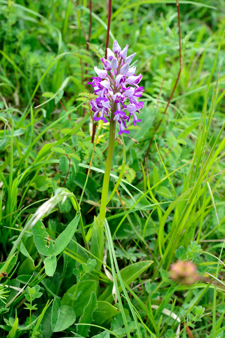 Orchis militaris (Helm- Knabenkraut)