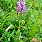 Orchis militaris (Helm- Knabenkraut)