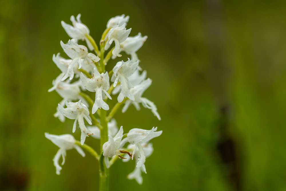 Orchis militaris var. alba