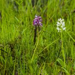 Orchis militaris var. alba