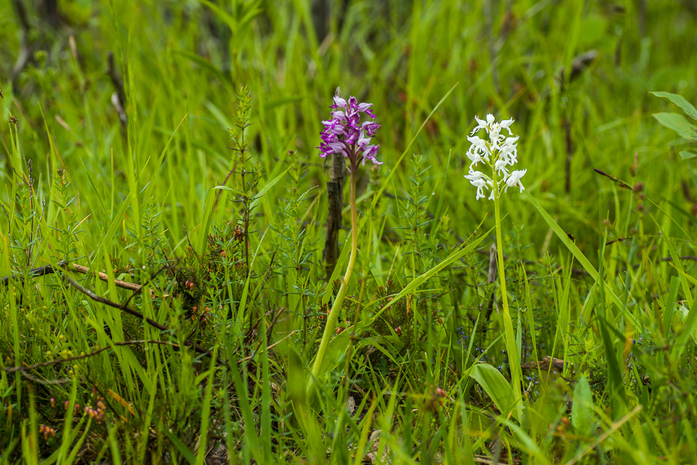 Orchis militaris var. alba