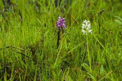 Orchis militaris var. alba