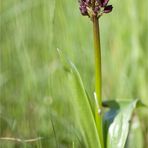 Orchis militaris x Orchis purpurea