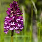 Orchis militaris x Orchis purpurea