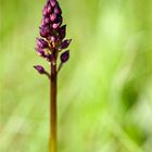 Orchis militaris x Orchis purpurea