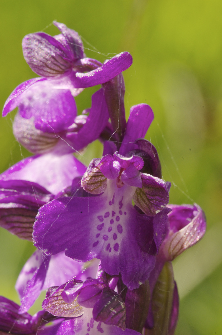 orchis mora