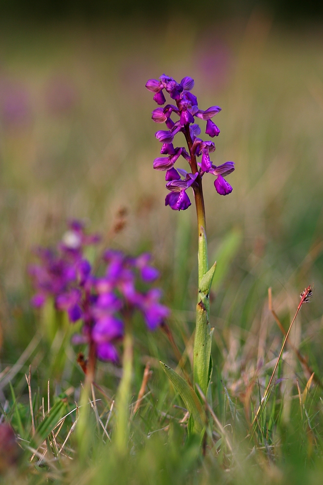 Orchis morio