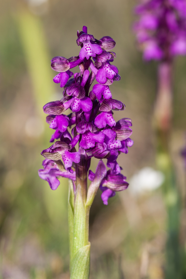 orchis morio