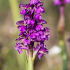 orchis morio