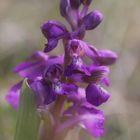 Orchis morio 2018