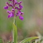 Orchis morio